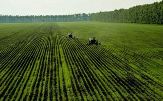 黑龙江粮食收购加工补贴政策 对玉米每吨补贴150元